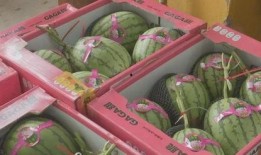 免费吃瓜福利网红,网红带你畅享网络盛宴！